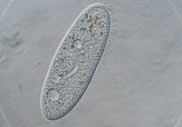 Paramecium aurelia