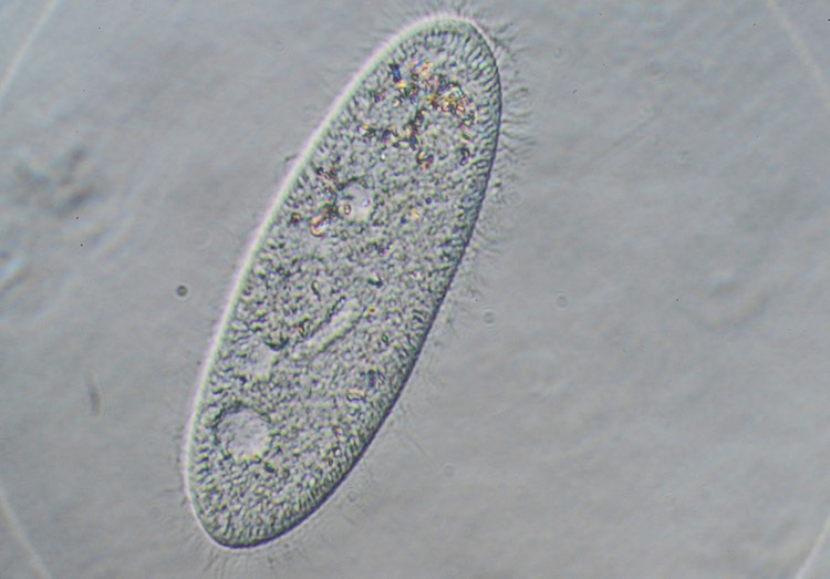 Paramecium aurelia